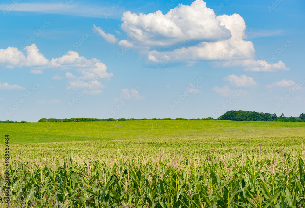 Bright corn field with ears corn and blue sky with white clouds. Bright corn field with ears corn and blue sky with white clouds.