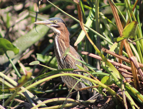 green heron