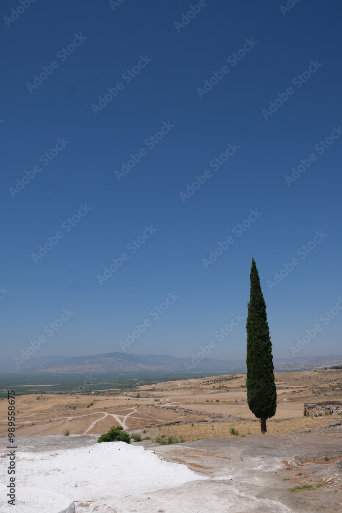 árvore cipestre solitária paisagem deserto
