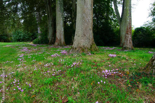 Jolies colchiques dans le parc d'un château photo