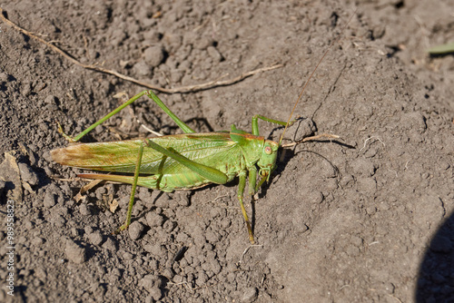 Tableau sur toile The green grasshopper, or ordinary grasshopper (lat
