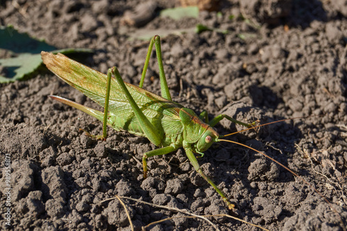 Quadro su tela The green grasshopper, or ordinary grasshopper (lat