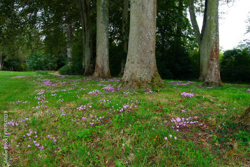 Jolies colchiques dans le parc d'un château photo