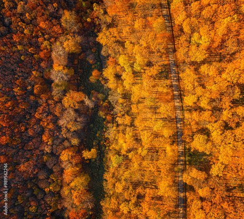 Aerial view on the forest in autumn