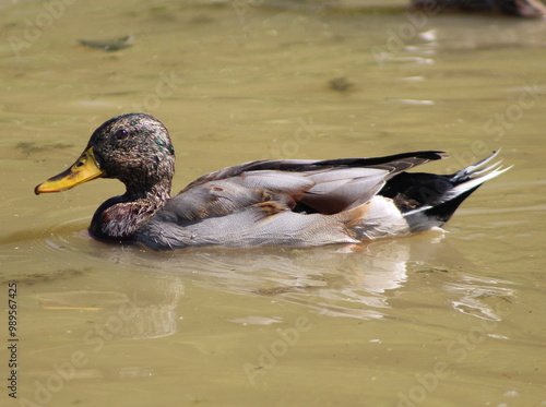 mallard in water