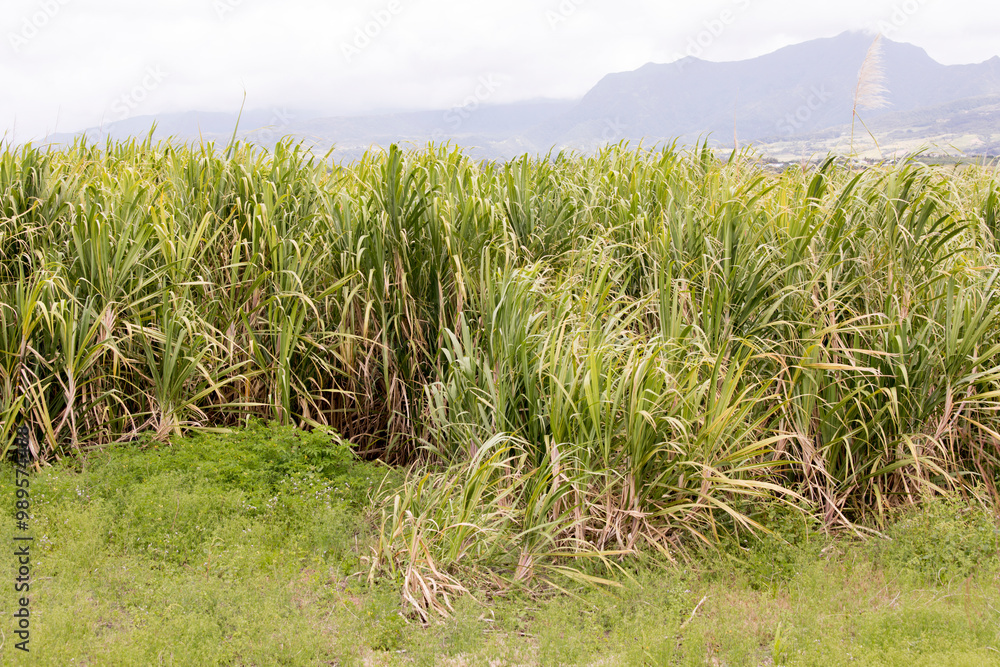 A photo of Sugarcane field in La Reunion A photo of Sugarcane field in La Reunion