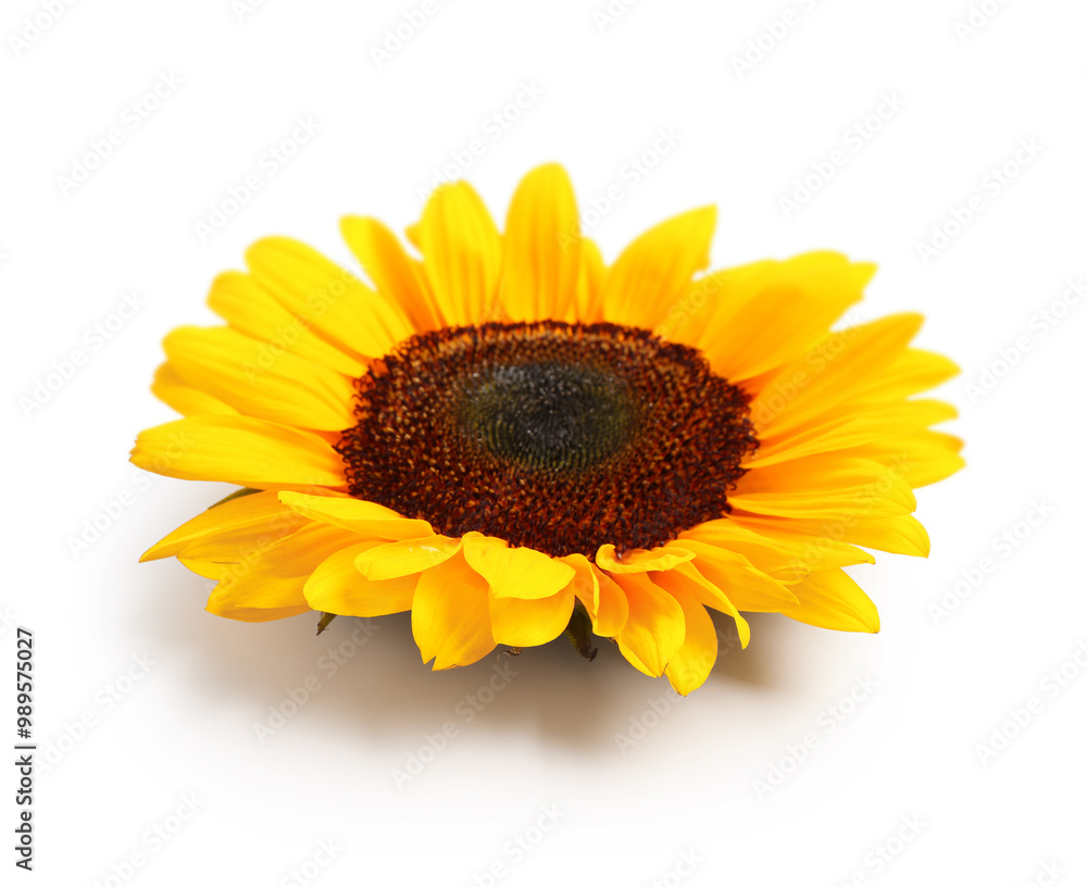 Fototapeta premium Beautiful sunflower on white background