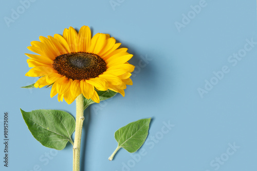Beautiful sunflower on blue...