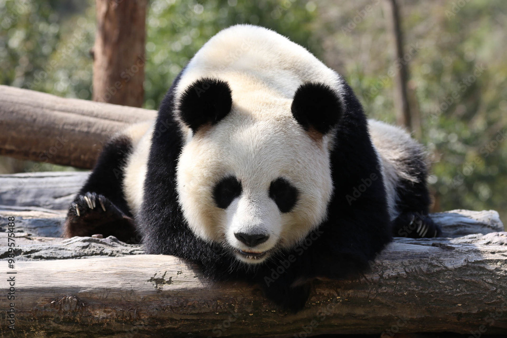Fototapeta premium Close up curious panda , China