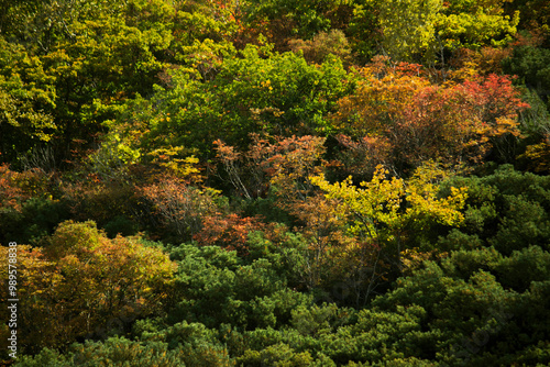 Background photo of a close-up of autumn foliage on a mountain in Hokkaido