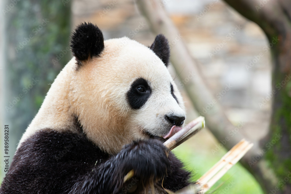 Fototapeta premium Female panda returned from South Korea, Fu Bao