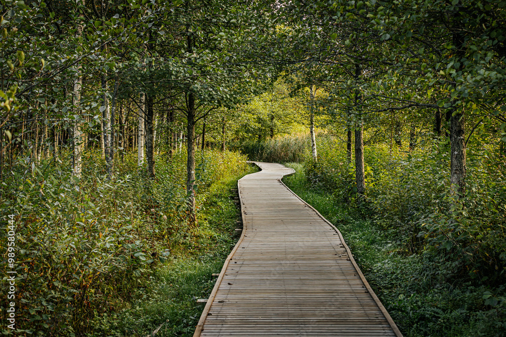 A winding wooden path leads through a tranquil birch forest, surrounded by tall, slender trees and lush greenery. Sunlight softly filters through the foliage, creating a peaceful atmosphere. A winding wooden path leads through a tranquil birch forest, surrounded by tall, slender trees and lush greenery. Sunlight softly filters through the foliage, creating a peaceful atmosphere.