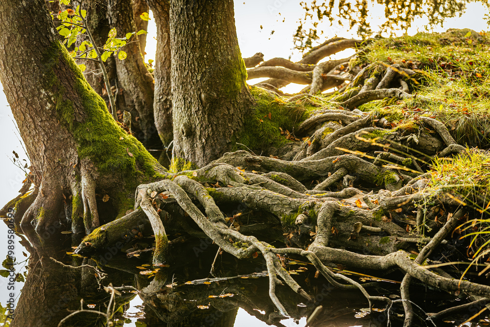 A detailed view of large tree roots extending into the water, covered in green moss and surrounded by autumn leaves. The roots and trees reflect in the still water. A detailed view of large tree roots extending into the water, covered in green moss and surrounded by autumn leaves. The roots and trees reflect in the still water.