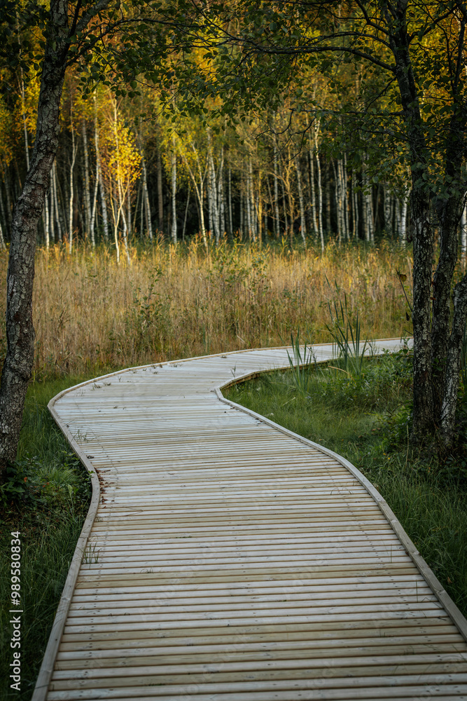 A winding wooden path leads through a tranquil birch forest, surrounded by tall, slender trees and lush greenery. Sunlight softly filters through the foliage, creating a peaceful atmosphere. A winding wooden path leads through a tranquil birch forest, surrounded by tall, slender trees and lush greenery. Sunlight softly filters through the foliage, creating a peaceful atmosphere.
