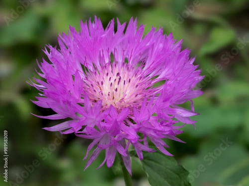 Closeup of a beautiful pink purple cornflower