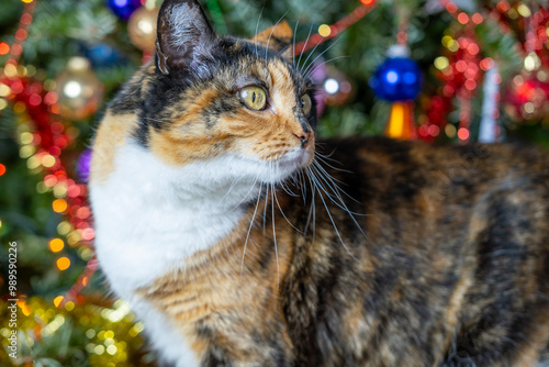 brown tricolor adult domestic cat, Christmas Tree With Ornaments background, traditional peaceful christmastime Moments, festive season, perfect footage for social media photo