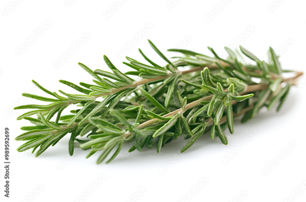 Fototapeta premium a close up of a plant