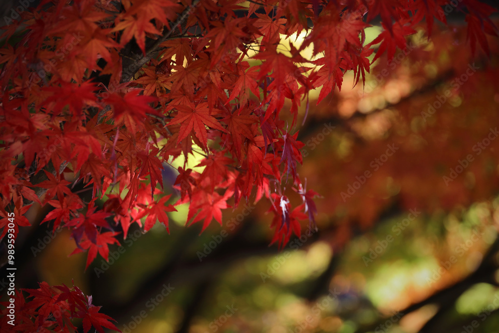 Close-up photo of red Japanese maple leaves Close-up photo of red Japanese maple leaves