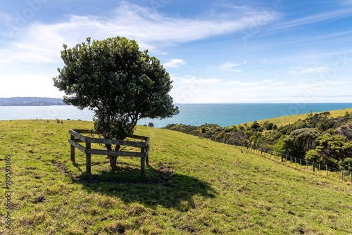 Pohutukawa tree on farmland in Tawharanui, Warkworth, Auckland, New Zealand. photo