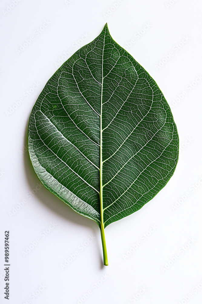 Obraz premium top view lay flat Green leaf on white background