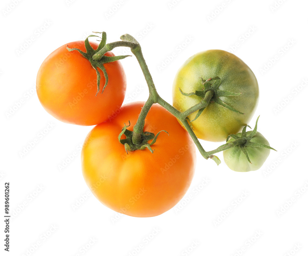 Branch with ripe and unripe tomatoes isolated on white Branch with ripe and unripe tomatoes isolated on white