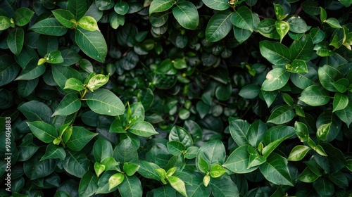 Wallpaper Mural A detailed view of a cluster of fresh green leaves Torontodigital.ca