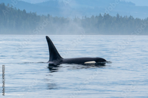 Orcas in the Myst - Broughton Archipelago Marine Provincial Park