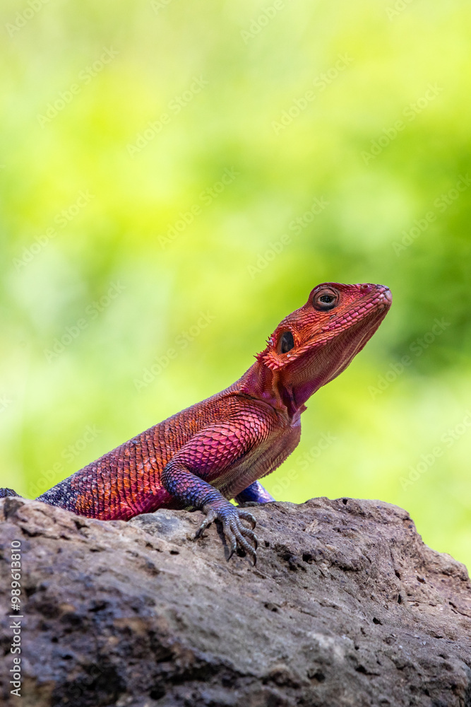 Colorful Male Mwanza flat-headed rock agama Lizard Resting on a Rock Against a Green Background in Tanzania, Africa Colorful Male Mwanza flat-headed rock agama Lizard Resting on a Rock Against a Green Background in Tanzania, Africa