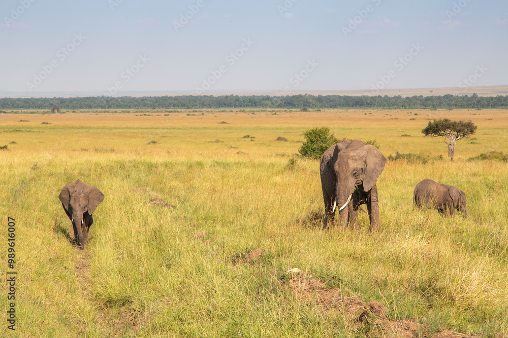 Two Baby Elephants and Adult Female Walking and Grazing in the Golden Grasses of the Serengeti, Kenya, Africa Two Baby Elephants and Adult Female Walking and Grazing in the Golden Grasses of the Serengeti, Kenya, Africa