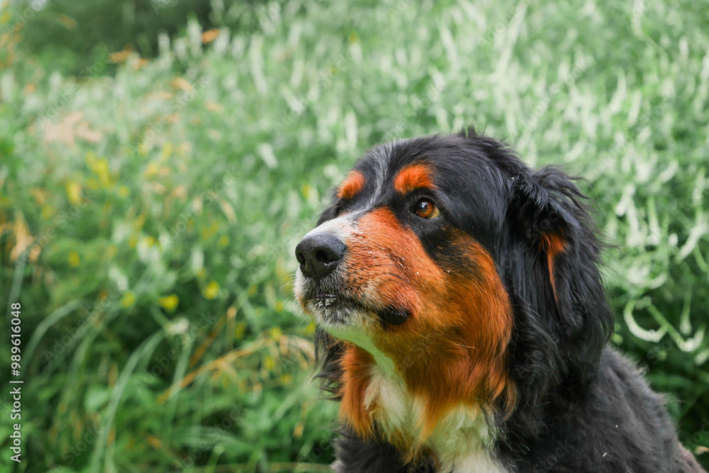 Portrait of huge Bernese breed dog with dark fur and brown and white spots. Green grass background out of focus. Strong pet. Adorable family member. Portrait of huge Bernese breed dog with dark fur and brown and white spots. Green grass background out of focus. Strong pet. Adorable family member.