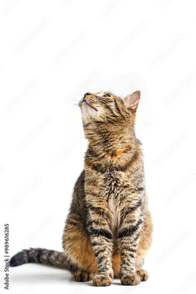 Fototapeta premium Nice tabby cat in sitting position looking to his right on white background. Portrait of a home pet. Selective focus.