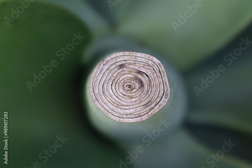 swirl detail on green plant folige photo