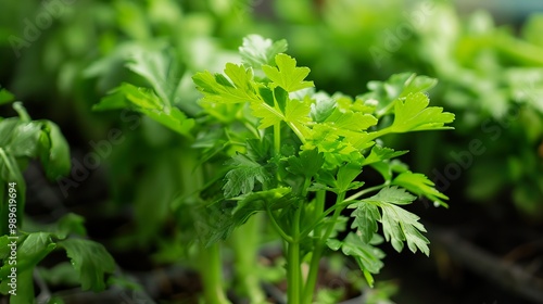 Close-up of Fresh Parsley Leaves in a Garden