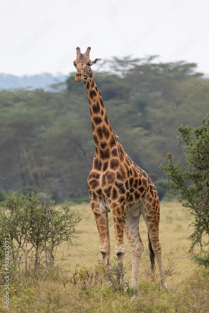 Rothschilds giraffe (Giraffa camelopardalis camelopardalis) Rothschilds giraffe (Giraffa camelopardalis camelopardalis)