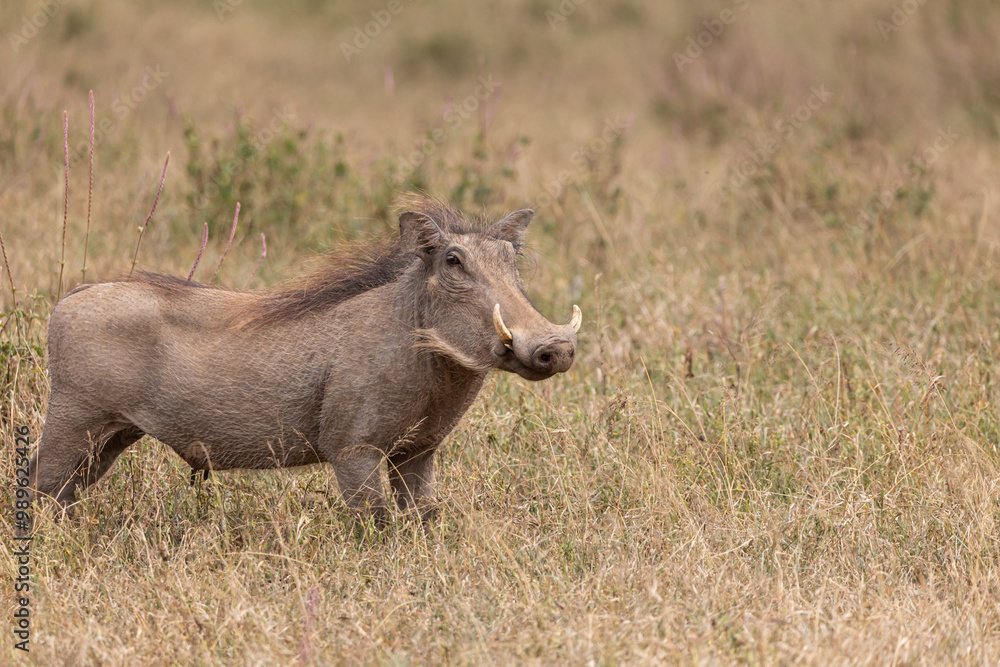 Warthog (Phacochoerus africanus) Warthog (Phacochoerus africanus)