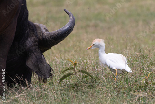 western cattle egret (Ardea ibis) feeding on flies from African buffalo (Syncerus caffer)