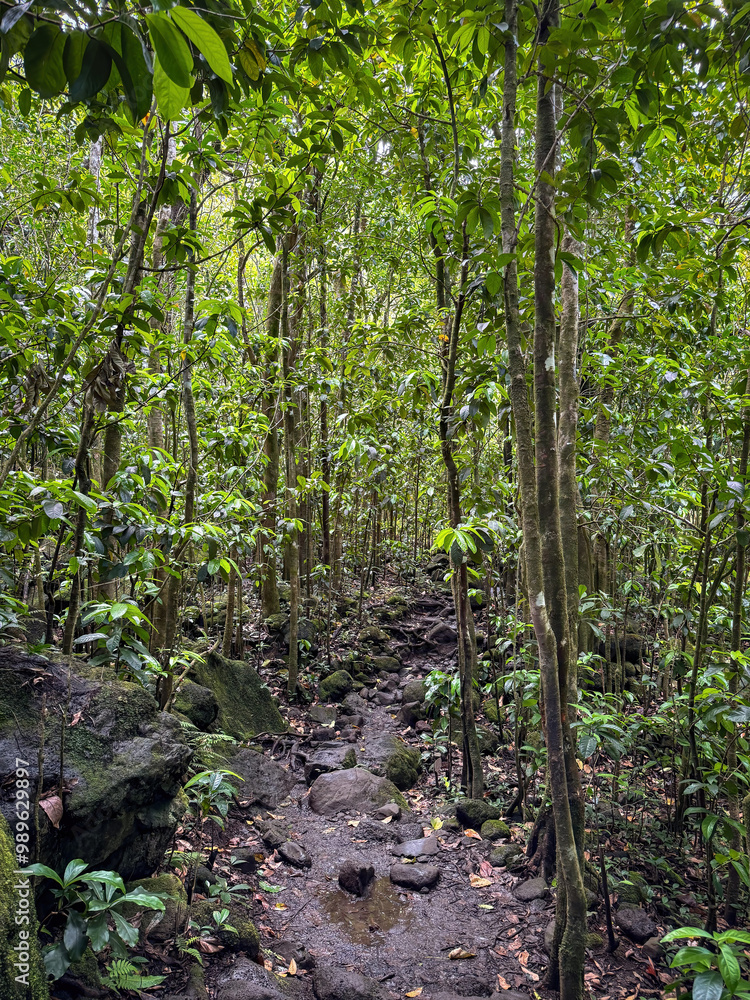 Fototapeta premium Hanakapiai Valley hiking Trail on the island of Kauai, Hawaii, USA with lush vegetation