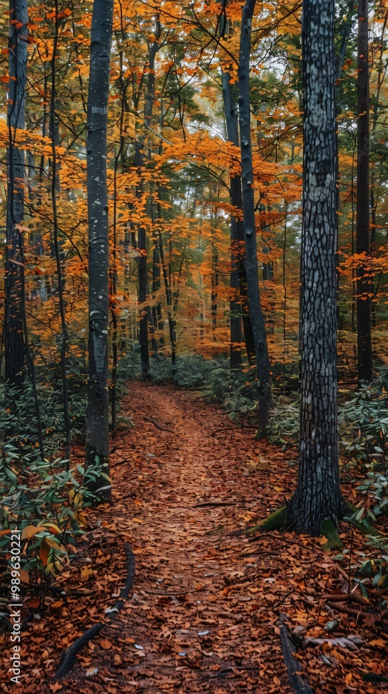 Obraz premium Winding path through an autumn forest 
