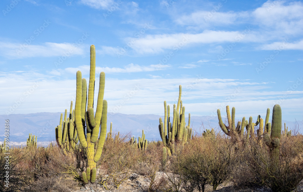 Giant Cardones in the foreground in Los Cardones National Park. Giant Cardones in the foreground in Los Cardones National Park.