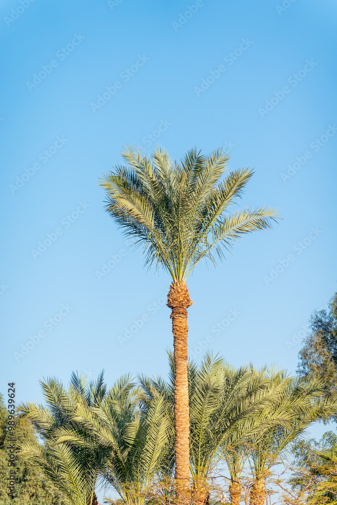 Palm tree with green leaves on blue background Palm tree with green leaves on blue background