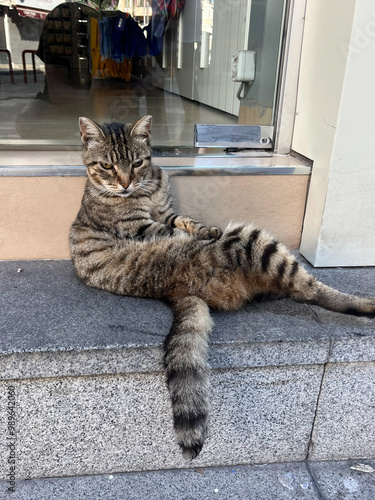 Obraz na płótnie gato com perna cruzada olhando camera w salonie