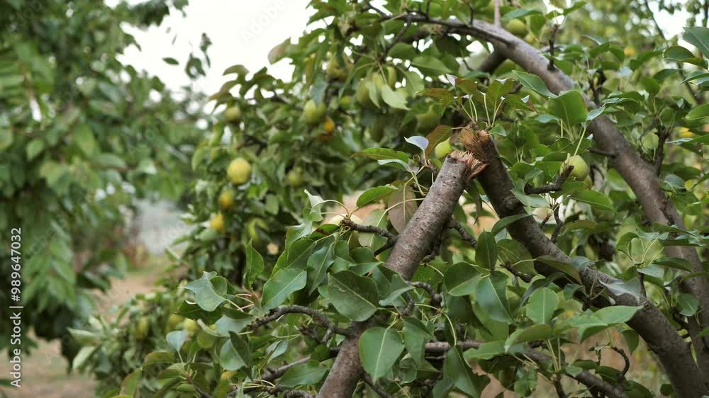 Naturally broken branch of pear tree. Storm damaged the garden. Naturally broken branch of pear tree. Storm damaged the garden.
