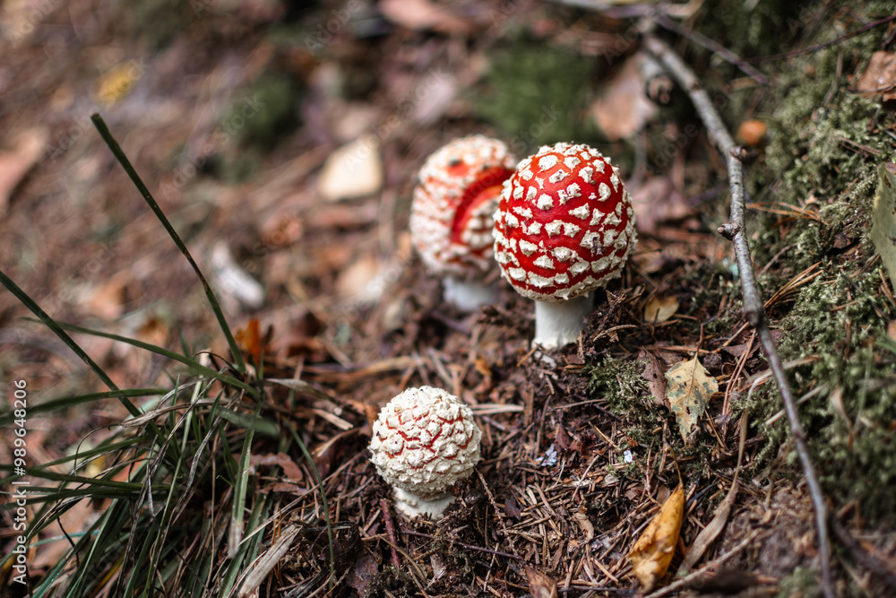 Fresh Fly agaric mushrooms (lat. Amanita muscaria) growing in the forest Fresh Fly agaric mushrooms (lat. Amanita muscaria) growing in the forest
