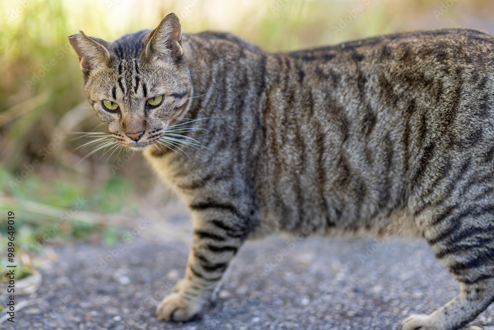 野良猫