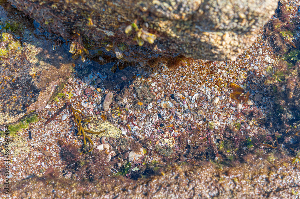 Detail of the ecosystem on the seashore Detail of the ecosystem on the seashore