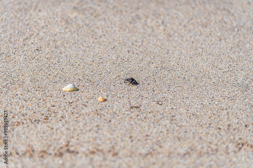 Small crab on a beach