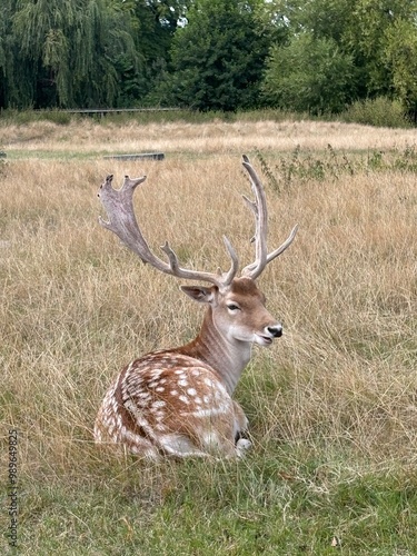 deer in the grass