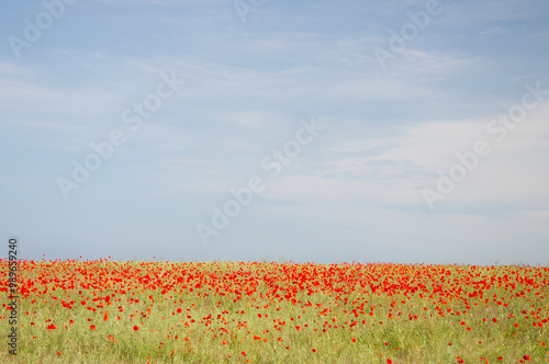 Red poppy field
