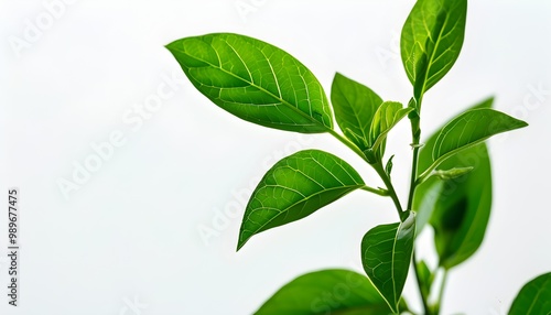 Vibrant Green Foliage Against a White Background Highlighting Fresh Leaves and Natural Beauty