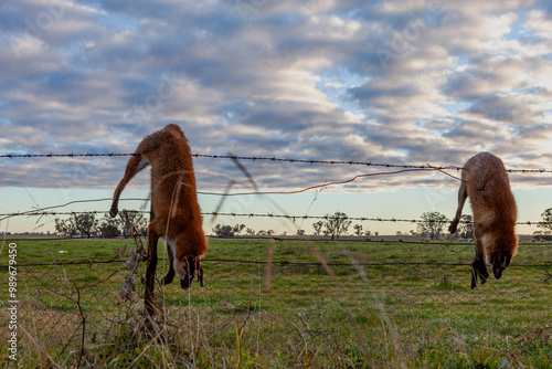 Dead foxes hung on a sheep farm fence in Victoria, Australia photo